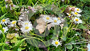 Daisy from my garden photo